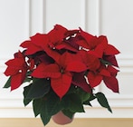 Bi1 Troyes - Promo Poinsettia Promo Poinsettia à 8,99 € dans le catalogue Bi1 à Troyes