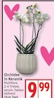 Aktuelles Orchidee in Keramik Angebot bei EDEKA in Berlin ab 9,99 €
