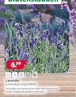 Kiebitzmarkt Winsen - Lavendel Angebot im Prospekt Lavendel bei Kiebitzmarkt im Winsen Prospekt für 6,99 €