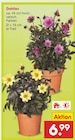 Dahlien im Angebot bei Netto Marken-Discount in Celle Dahlien Angebote bei Netto Marken-Discount Celle für 6,99 €