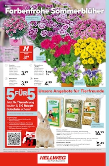 Blumen im aktuellen Hellweg Prospekt (Dortmund) Blumen im Hellweg Prospekt "Die Profi-Baumärkte" mit 24 Seiten (Dortmund)