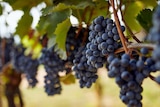 Jardiland Brétigny-sur-Orge - Promo Vigne INVIVO Nous on sème Promo Vigne INVIVO Nous on sème à 13,99 € dans le catalogue Jardiland à Brétigny-sur-Orge