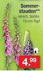 Sommerstauden Angebote bei Zimmermann Peine für 4,99 €