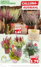 Pflanzen Angebot & Preis im aktuellen Kaufland Prospekt Pflanzen Angebot im aktuellen Kaufland Prospekt auf Seite 4