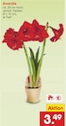 Aktuelles Amaryllis Angebot bei Netto Marken-Discount in Krefeld ab 3,49 €