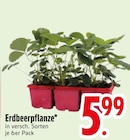 Erdbeerpflanze Angebote bei EDEKA Augsburg für 5,99 €