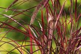 Herbst-Gräser von Grow by OBI für 6,99 € bei OBI im Angebot Herbst-Gräser von Grow by OBI im aktuellen OBI Prospekt