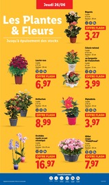 Orchidée Angebote im Prospekt "Le vrai prix des bonnes choses" von Lidl Orchidée Angebote im Prospekt "Le vrai prix des bonnes choses" von Lidl auf Seite 29