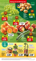 Garten im Lidl Prospekt Garten im Lidl Prospekt LIDL LOHNT SICH auf S. 3