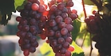 VIGNES INVIVO Nous on sème - INVIVO Nous on sème dans le catalogue Delbard