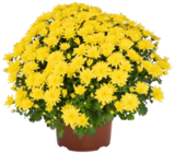 Aktuelle Blumen Angebote bei Kaufland in Bremen Aktuelles Chrysanthemen-Busch Angebot bei Kaufland in Bremen ab 4,99 €