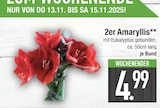 Aktuelle Pflanzen Angebote bei EDEKA in München Aktuelles 2er Amaryllis Angebot bei EDEKA in München ab 4,99 €
