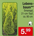 Lebensbaum Smaragd für 5,99 € bei Zimmermann im Angebot Lebensbaum Smaragd im aktuellen Zimmermann Prospekt