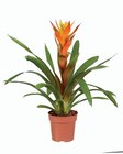 Plante verte et plante fleurie en promo chez Lidl Plante verte et plante fleurie dans le catalogue Lidl