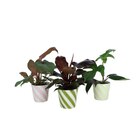Carrefour Sainte-Geneviève-des-Bois - Promo Plante verte Promo Plante verte à 9,99 € dans le catalogue Carrefour à Sainte-Geneviève-des-Bois