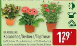 Kalanchoe von Gardenline für 1,29 € bei ALDI Nord im Angebot Kalanchoe von Gardenline im aktuellen ALDI Nord Prospekt
