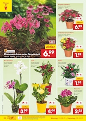 Ähnliche Weihnachtsstern Angebote im Prospekt "Aktuelle Angebote" von Netto Marken-Discount in Aachen Ähnliche Angebote wie Weihnachtsstern im Prospekt "Aktuelle Angebote" auf Seite 28 von Netto Marken-Discount in Aachen