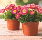 Tausendschön Bellis Angebote bei Netto Marken-Discount Mühlhausen für 1,99 €