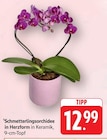 Schmetterlingsorchidee in Herzform bei E center im Prospekt "" für 12,99 €