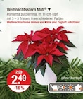 Weihnachtsstern Midi von  im aktuellen V-Markt Prospekt für 2,49 €