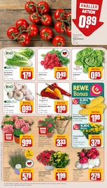 Ähnliche Buchsbaum Angebote im Prospekt "Dein Markt" von REWE in Siegen Ähnliche Angebote wie Buchsbaum im Prospekt "Dein Markt" auf Seite 7 von REWE in Siegen