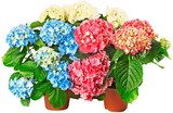 Baum im REWE Prospekt Hortensie im aktuellen REWE Prospekt für 5,55 €