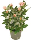 Glitzer Topfrose oder Kalanchoe für 2,59 € bei Netto mit dem Scottie im Angebot Glitzer Topfrose oder Kalanchoe im aktuellen Netto mit dem Scottie Prospekt