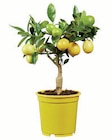 Mediterrane Zitruspflanze bei Lidl im Lechenbach Prospekt für 13,99 €