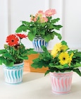 Plantes fleuries - Super U à Toulon Plantes fleuries en promo chez Super U Toulon à 4,99 €