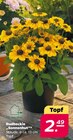 Rudbeckie „Sonnenhut“ für 2,49 € bei Netto mit dem Scottie im Angebot Rudbeckie „Sonnenhut“ im aktuellen Netto mit dem Scottie Prospekt