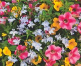 Promo Mélange fleurs annuelles à 16,99 € dans le catalogue Jardiland à Sainte-Marie