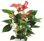 Anthurium royal champion dans le catalogue Botanic