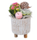Zimmerpflanzen-Arrangement bei toom Baumarkt im Meuselwitz Prospekt für 9,99 €