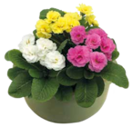 Primel Trio-Schale Pom Pom von Kölles Beste im aktuellen Pflanzen Kölle Prospekt für 6,99 €