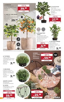 Zimmerpflanzen im Dehner Garten-Center Prospekt "SOMMER MEDITERRAN" mit 16 Seiten (Essen)