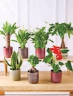 Plantes vertes ou fleuries en promo à 9,99 € chez Hyper U Plantes vertes ou fleuries dans le catalogue Hyper U