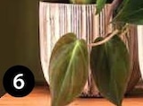 Aktuelles ÜBERTOPF ‘ATHENA’ Angebot bei Dehner Garten-Center in Essen ab 6,99 €
