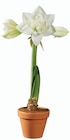 Amaryllis en pot terracotta en promo chez Lidl Boulogne-Billancourt à 3,99 €