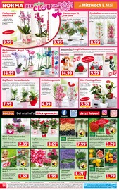 Blumenampel Angebote im Prospekt "Mehr fürs Geld" von Norma auf Seite 14