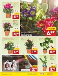 Netto Marken-Discount Amaryllis im Prospekt Netto Marken-Discount Amaryllis im Prospekt