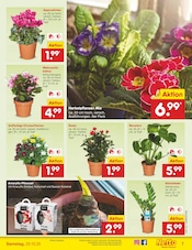 Pflanzen im Netto Marken-Discount Prospekt in Hamburg Aktueller Netto Marken-Discount Prospekt mit Pflanzen, "Aktuelle Angebote", Seite 7