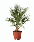 Palmier de jardin - Lidl à Amiens Palmier de jardin en promo chez Lidl Amiens à 14,99 €