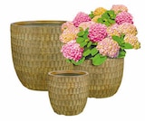 Hagebaumarkt Eching Prospekt mit  im Angebot für 12,99 €