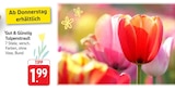 Tulpenstrauß bei E center im Lambrecht Prospekt für 1,99 €