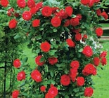 Rosier en Motte dans le catalogue U Express