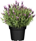 Schopflavendel im Angebot bei Hagebaumarkt in Mülheim Schopflavendel Angebote bei Hagebaumarkt Mülheim für 4,99 €
