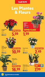 Offre Plantes dans le catalogue Lidl du moment à la page 32