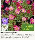 Stauden Frühlings-Mix Angebote bei Pflanzen Kölle Erlangen für 2,99 €