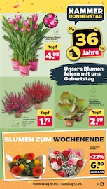 Schnittblumen Angebot im Netto mit dem Scottie Prospekt, gültig von 07.09.2026 bis 12.09.2026 Schnittblumen Angebot im aktuellen Netto mit dem Scottie Prospekt auf Seite 35