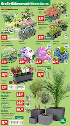 Palme Angebot im aktuellen Thomas Philipps Prospekt auf Seite 6